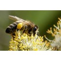 Bee Happy Bee Pollen 500mg 120c